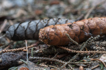 Dry cone on the ground. Cone on the macro photo. Spring photo, fresh grass and cone.
