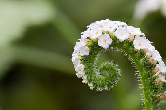 Grass, herbs, plants,Alacransillo, Eye bright, Indian Heliotrope, Indian Turnsole, (Heliotropium indicum)
