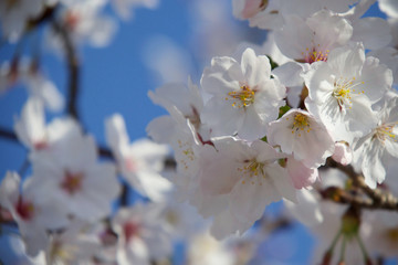 桜の花と青空