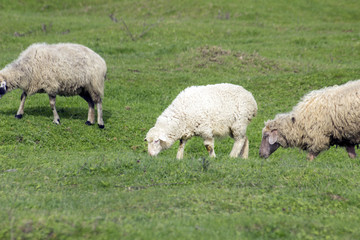 Sheep with lambs graze on green meadows.