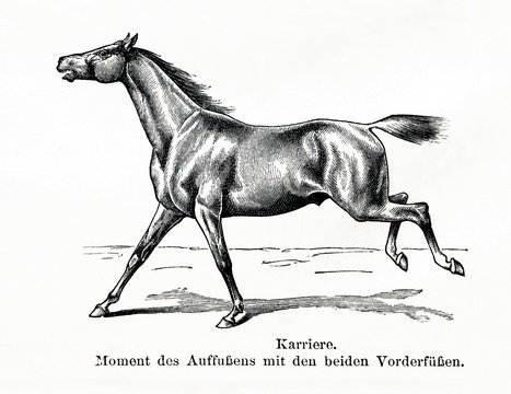 Horse gait - stretched gallop or karriere (from Meyers Lexikon, 1896, 13/770/771)