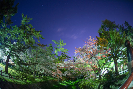 夜桜
