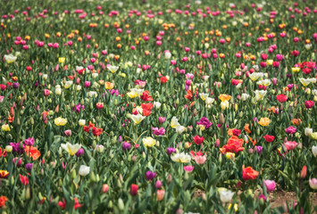 colorful field of blooming tulips