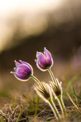 Pasque flower pulsatilla growing on the meadow. Beautiful blossom of spring flower. Nice sunset background. Macro detail of colorful bloom with nice bokeh.