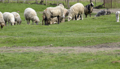 Sheep with lambs graze on green meadows.