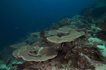 Wonderful coral. Raja Ampat