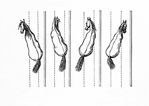 Horse 's way of walking - shoulder-in and out, haunches-in and out (from Meyers Lexikon, 1896, 13/770/771)