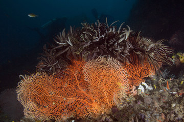 Fototapeta na wymiar Soft coral. Raja Ampat