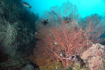 Soft coral. Raja Ampat