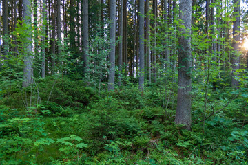 Obraz premium Wald