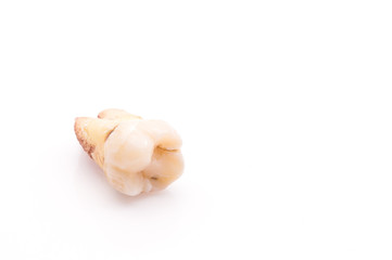 Real decayed tooth on white background