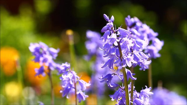 Close up of bluebell flowers in a garden swaying in a breeze 