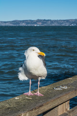 Seagull in San Francisco, California