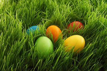 easter eggs in green grass outdoor in garden