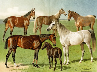 Horse breeds I (from Meyers Lexikon, 1896, 13/772/773)