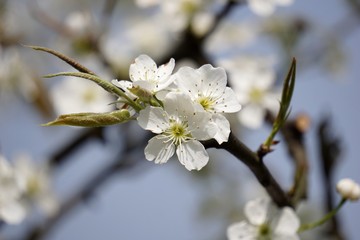 The pear flower landscape of dongting.