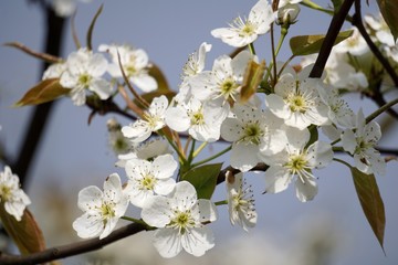 The pear flower landscape of dongting.