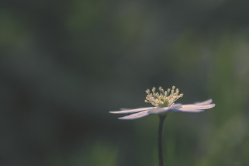 Fleur sauvage de printemps
