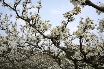 The pear flower landscape of dongting.