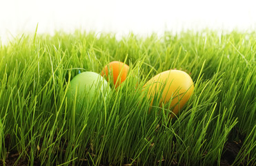 easter eggs in green grass outdoor in garden