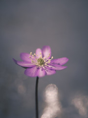 Fleur sauvage de printemps