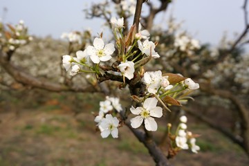 Obraz premium The pear flower landscape of dongting.