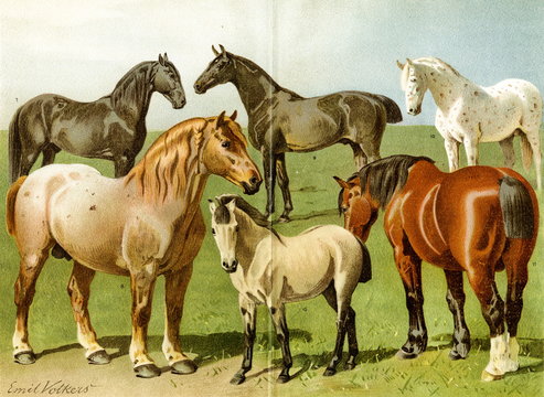 Horse breeds II (from Meyers Lexikon, 1896, 13/772/773)