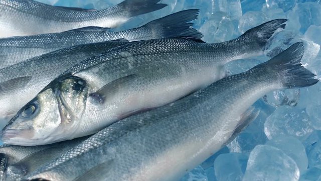 Fresh Fish Catch On Ice Moving Shot
