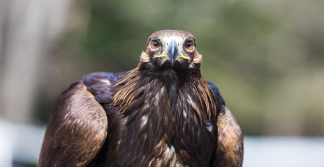 tamed golden eagle, Kazakhstan