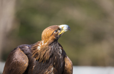 tamed golden eagle, Kazakhstan