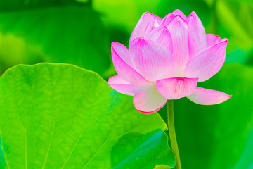 Lotus Flower.Background is the lotus leaf.Shooting location is Yokohama, Kanagawa Prefecture Japan.