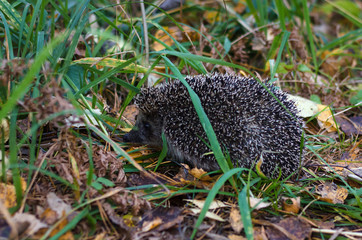 Naklejka na ściany i meble hedgehog in the grass
