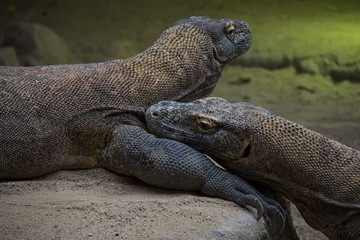 Pair of komodo dragons.