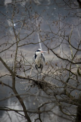 Grey Heron mother making nest. Prague, Czech Republic