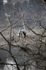 Grey Heron mother. Prague, Czech Republic