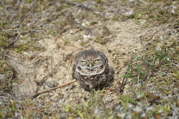 Burrowing Owl