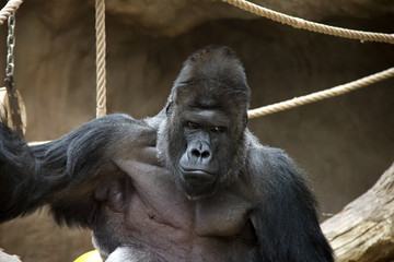 Western gorilla male.