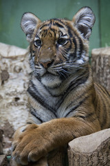 Portrait of Malayan tiger cub.