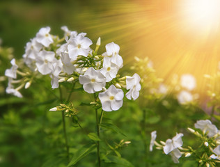white phlox flowers on a black background