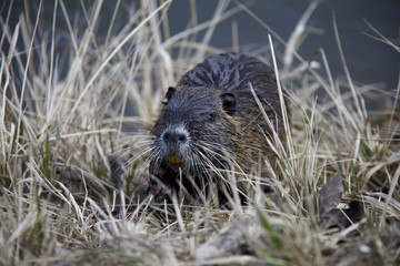 Coypu (Nutria). Photo was taken in the Czech Republic.