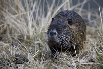 Coypu (Nutria) posing in the grass. Photo was taken in the Czech Republic.