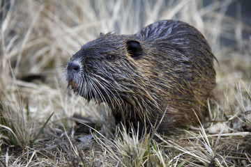 Coypu (Nutria) in the Czech Republic.