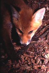 Naklejka premium portrait d'un renard
