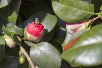 Bee fertilizing blooming flower in springtime