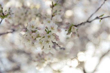 Flowers blossoming in springtime