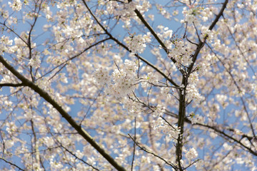 Flowers blossoming in springtime