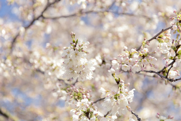 Obraz premium Flowers blossoming in springtime