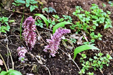 Gewöhnliche Schuppenwurz (Lathraea squamaria)