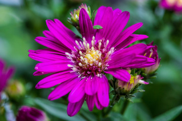 Fototapeta premium Close up of little flowers, purple margaret flower in the garden with dark tone and selective focus. Beautiful natural flower background.