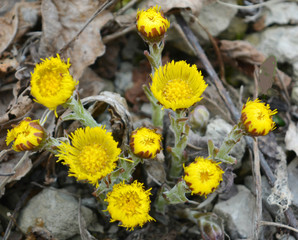 first early yellow flowers coltsfoot
, spring nature, landscape